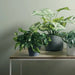 Pothos in Pot Variegated 19cm Pack of 6