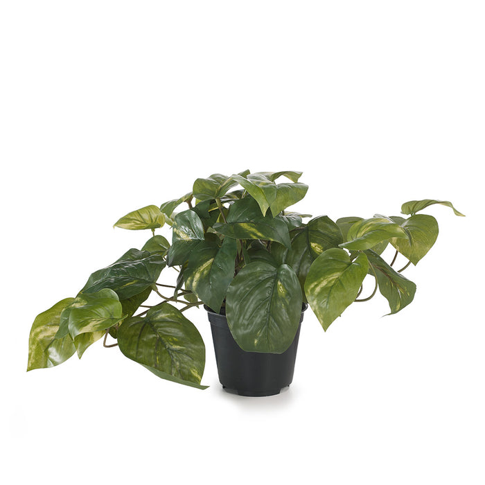 Pothos in Pot Variegated 19cm Pack of 6