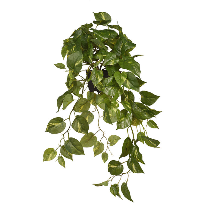 Pothos in Pot Variegated 70cm Pack of 6
