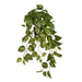 Pothos in Pot Variegated 70cm Pack of 6