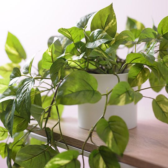 Pothos in Pot Variegated 70cm Pack of 6