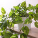 Pothos in Pot Variegated 70cm Pack of 6