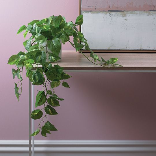 Pothos in Pot Variegated 70cm Pack of 6