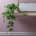 Pothos in Pot Variegated 70cm Pack of 6