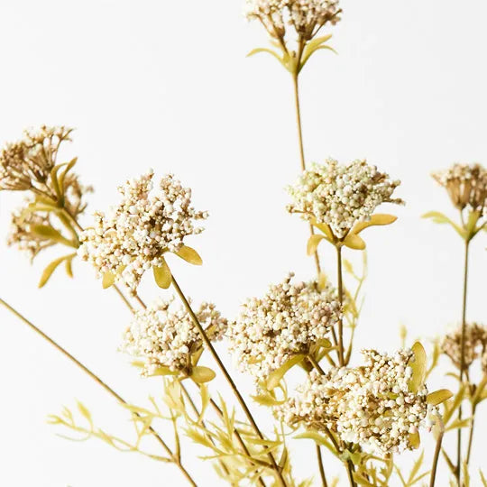 Queen Anne Lace Bush Cream Green 56cm Pack of 12