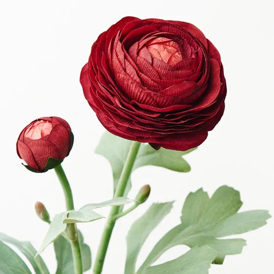 Ranunculus Spray 50cm Burgundy Red Pack of 12