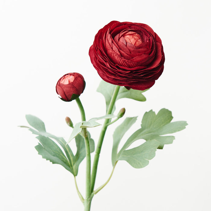 Ranunculus Spray 50cm Burgundy Red Pack of 12