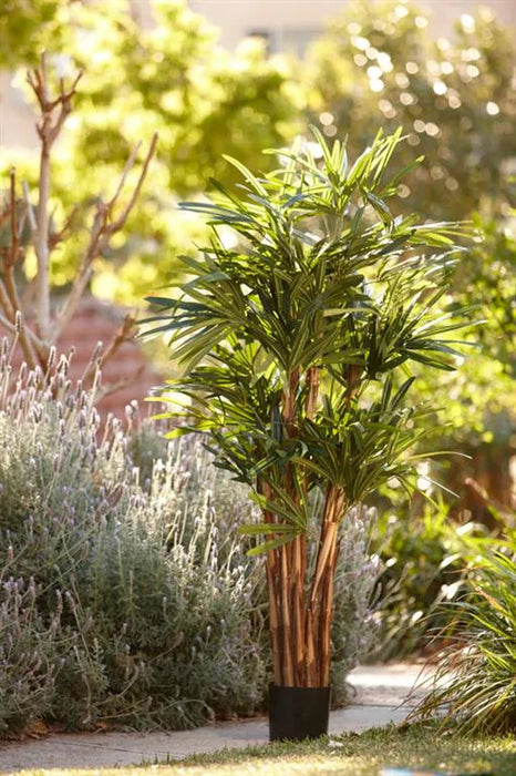 Raphis Palm Tree Thin Leaf 160cm
