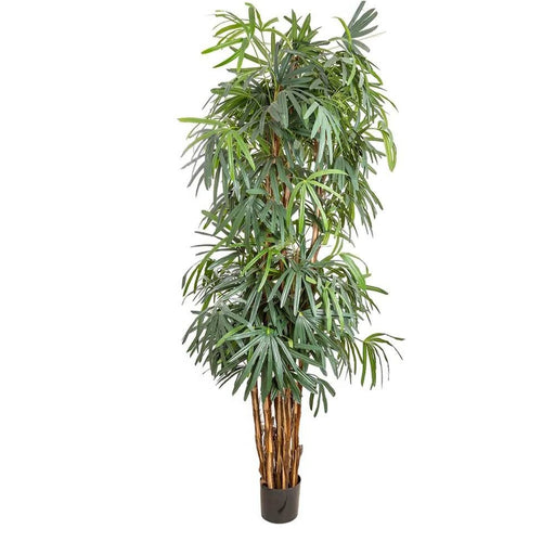 Raphis Palm Thin Leaf 240cm