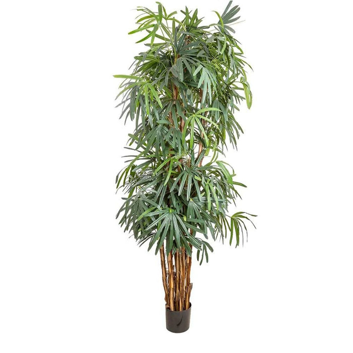 Raphis Palm Thin Leaf 240cm