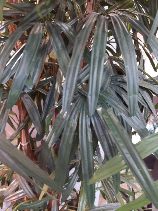 Rhapis Palm Tree Thin Leaf 200cm