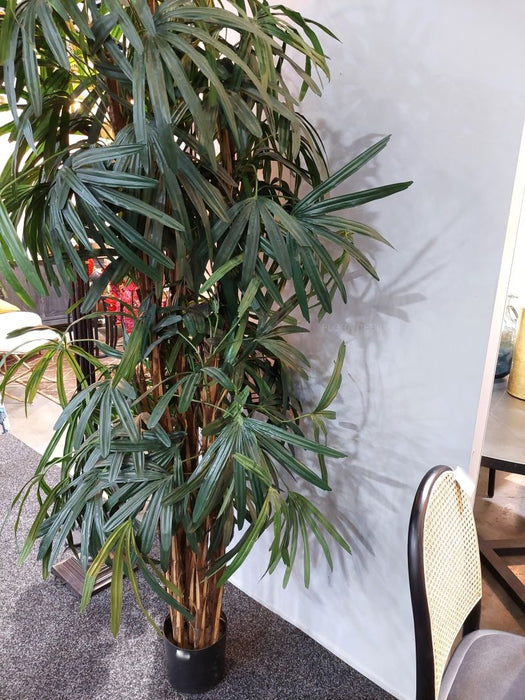Rhapis Palm Tree Thin Leaf 200cm