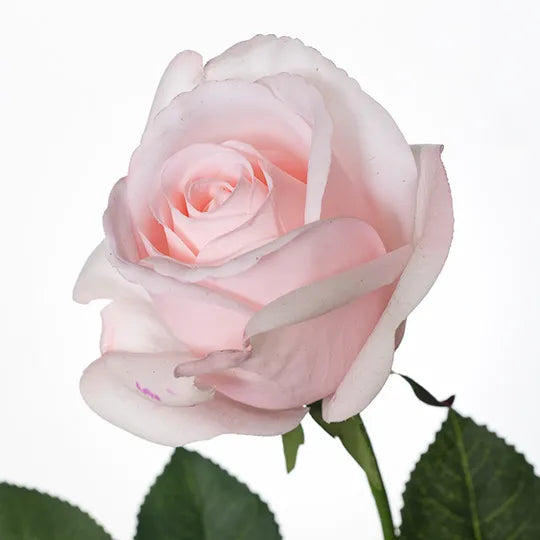 Rose Yvie 65cm Light Pink Pack of 12