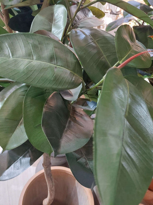 Rubber Plant Tree 120cm