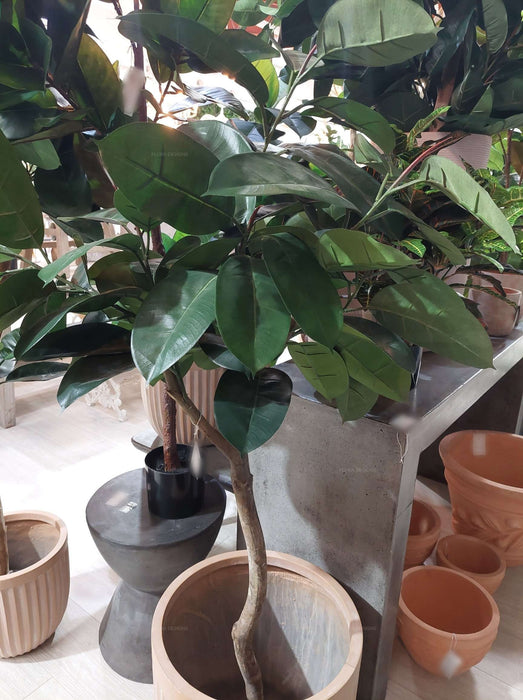 Rubber Plant Tree 120cm