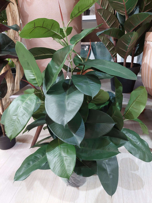 Rubber Plant Tree 96cm
