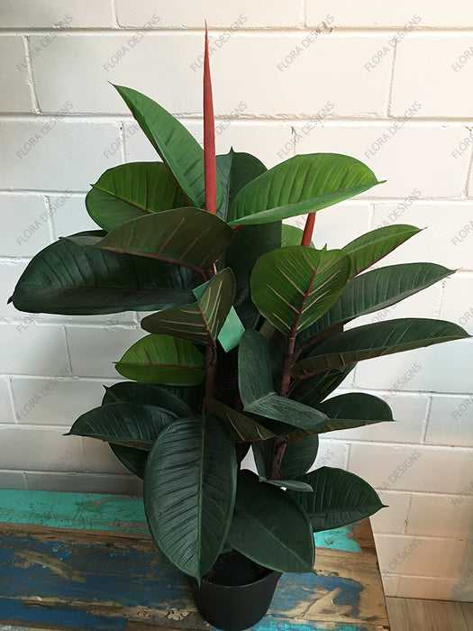 Rubber Tree in Pot 80cm