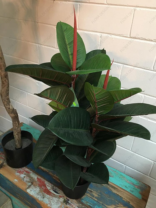 Rubber Tree in Pot 80cm