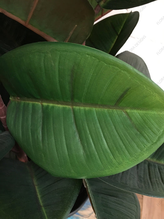 Rubber Tree in Pot 80cm
