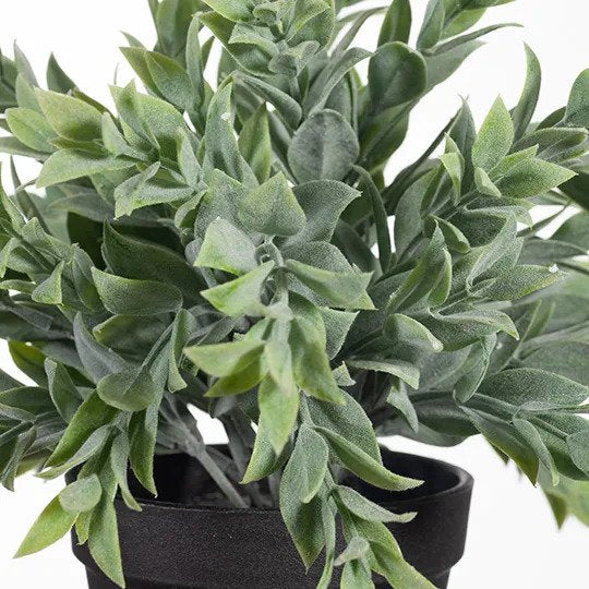 Ruscus Bush in Pot Grey Green 25cm Pack of 6