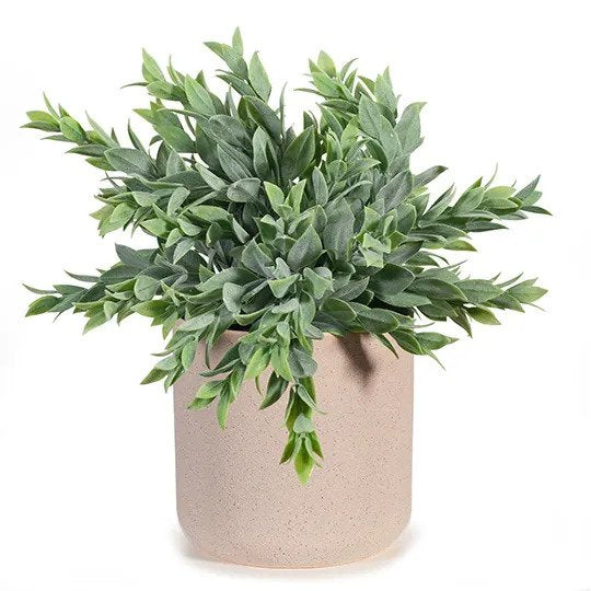 Ruscus Bush in Pot Grey Green 25cm Pack of 6