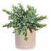 Ruscus Bush in Pot Grey Green 25cm Pack of 6