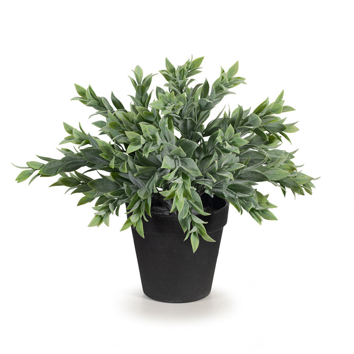 Ruscus Bush in Pot Grey Green 25cm Pack of 6