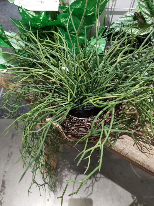 Sea Grass Vine Hanging 100cm