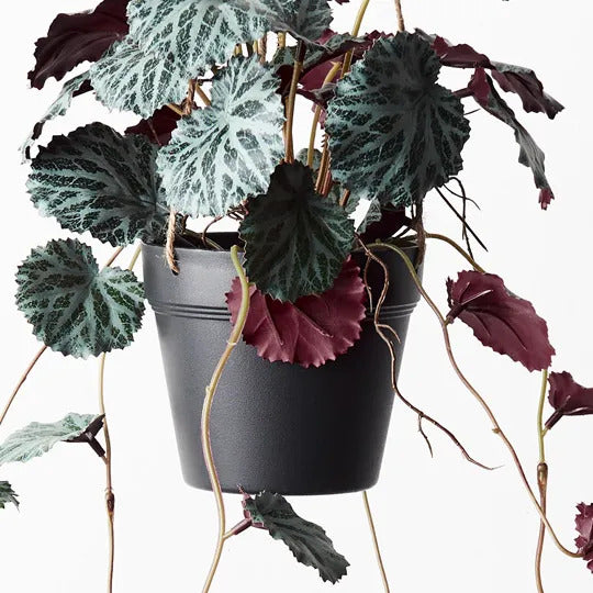 Saxifraga Hanging Pot Dark Green 55cm Pack of 6
