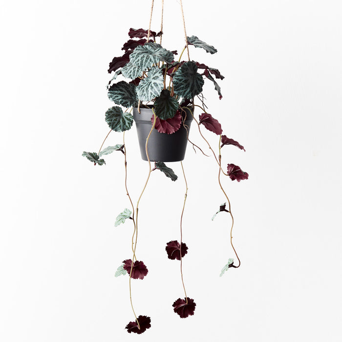 Saxifraga Hanging Pot Dark Green 55cm Pack of 6