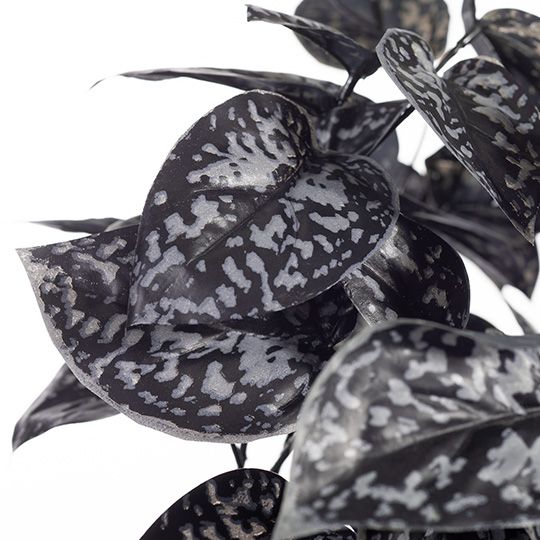 Scindapsus Hanging Bush Black 63cm Pack of 6