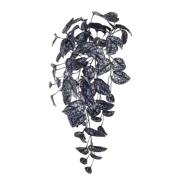 Scindapsus Hanging Bush Black 63cm Pack of 6
