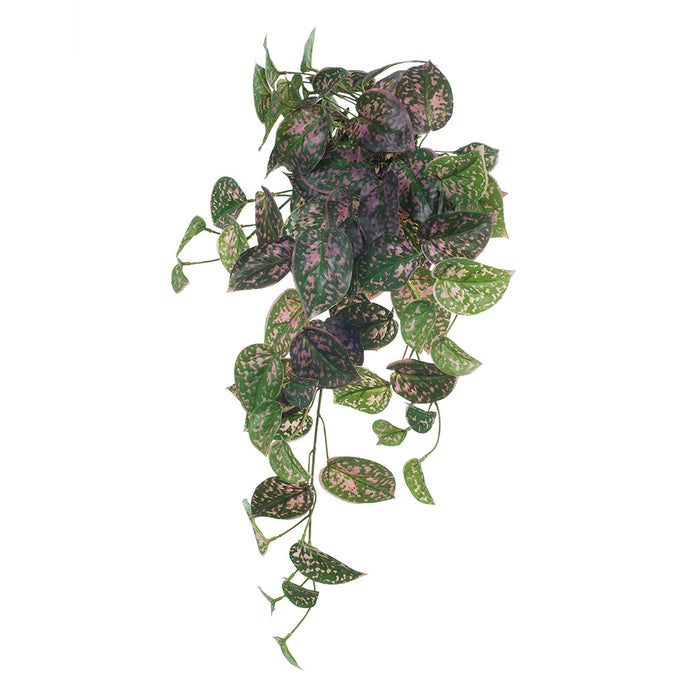 Scindapsus Hanging Bush Pink Green 63cm Pack of 6