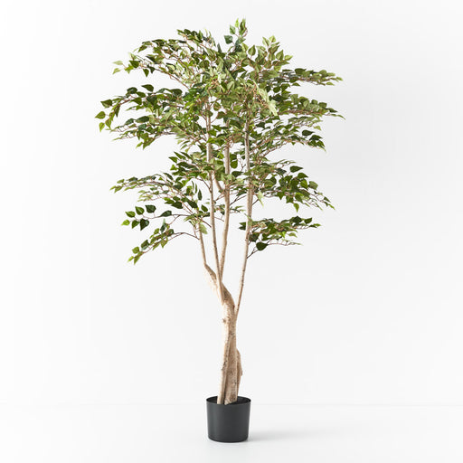 Silver Birch Tree Green 152cm Pack of 2