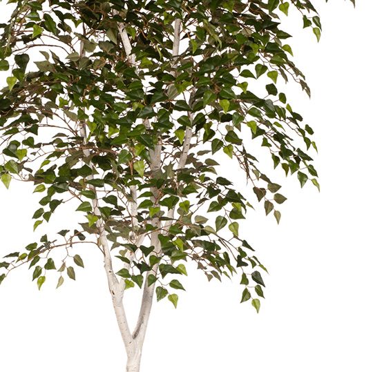 Silver Birch Tree Green 213cm Pack of 2