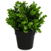 Small Potted Artificial Peperomia Plant UV Resistant 20cm