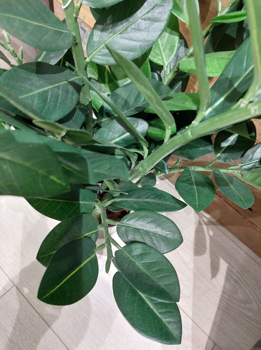 Smargago Potted Plant 66cm