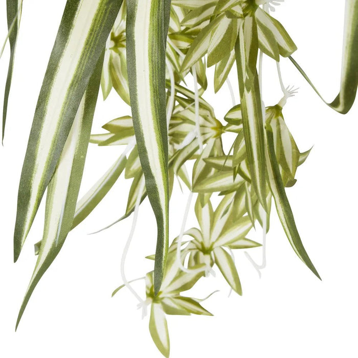Spider Bush 5 Heads Pack of 12