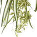 Spider Bush 5 Heads Pack of 12