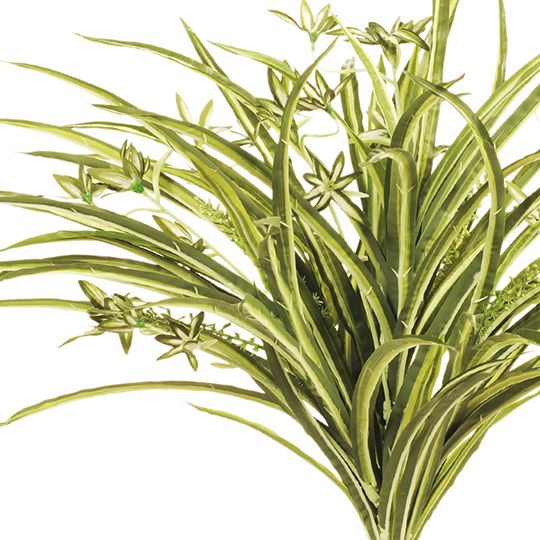 Spider Plant Bush Green White 55cm Pack of 6