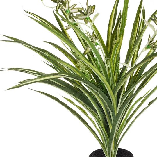 Spider Plant in Pot Green White 40cm Pack of 6