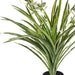 Spider Plant in Pot Green White 40cm Pack of 6