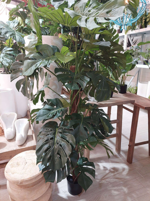 Split-Leaf Philodendron 150cm