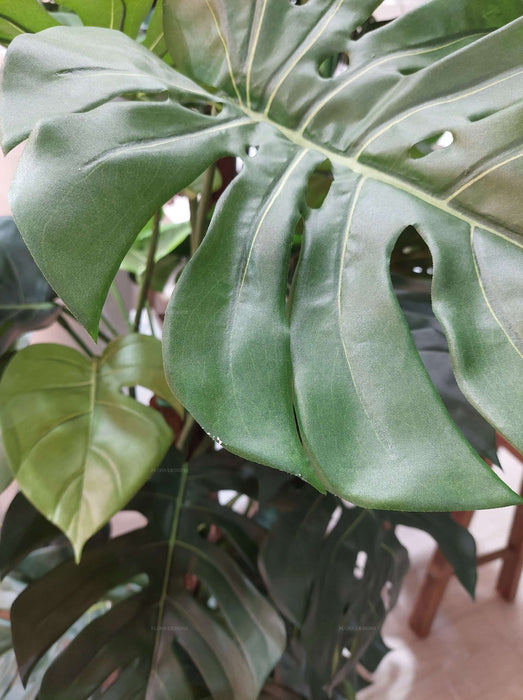 Split-Leaf Philodendron 150cm