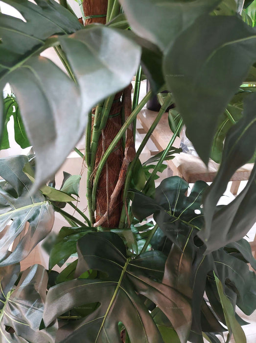 Split-Leaf Philodendron 150cm