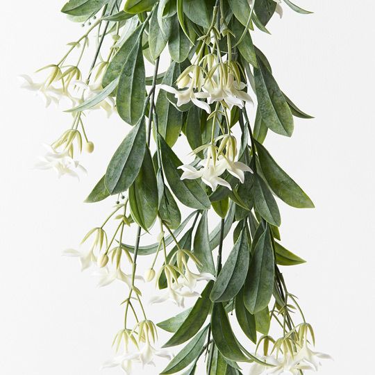 Stephanotis Hanging Bush Pack of 6