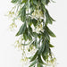 Stephanotis Hanging Bush Pack of 6
