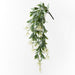 Stephanotis Hanging Bush White Green 