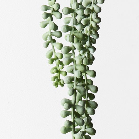 String of Pearls Hanging Bush Grey Green 45cm Pack of 12