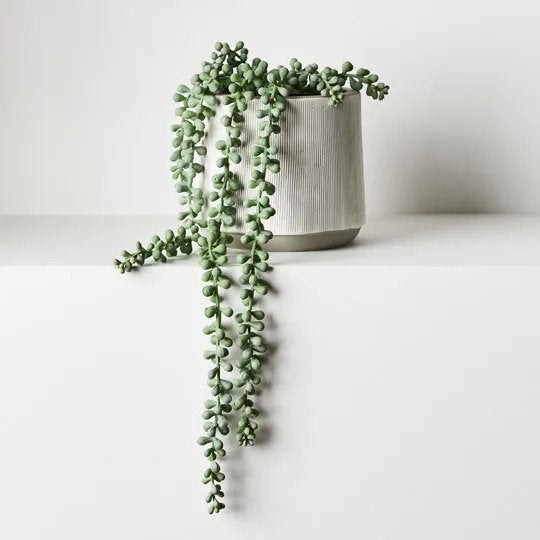 String of Pearls in Pot Grey Green 45cm Pack of 4